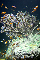 OdySea Aquarium