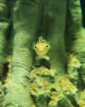 Pufferfish - OdySea Aquarium Opening Weekend 2016